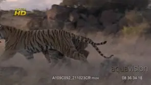 Four adult Tigers chasing, fighting for a Jackal cub carcass and one running away with it