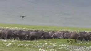 Adult and young of Cape buffalo herd aggressive behaviour tossing young African Lion cub.