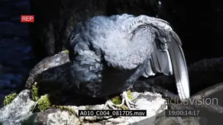 Dipper standing on a rock and preening HA MLS