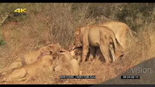 A pride of lions feeding on a Giraffe carcass GOOD LIGHT