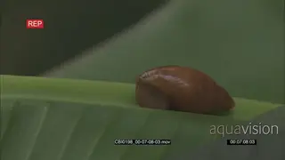 Snail retreated in shell slowly getting out of shell moving away on leaf DAY MS