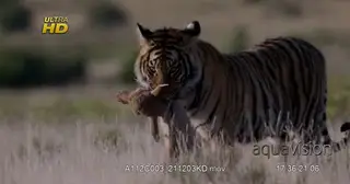 Tiger standing, holding a carcass on its mouth and looking towards the camera.