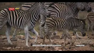 Zebra herd gets in the bush two fight