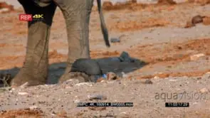 Guinea fowls picking food off the ground around elephant's feet DRY GOOD LIGHT