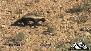 Honey badger walking and sniffing around SCENIC