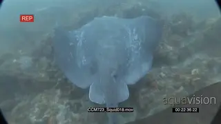 Stingray swimming on coral reef underwater in ocean preying on squids.