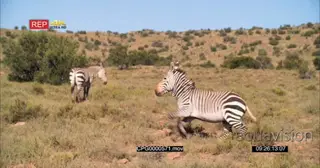 [2] Zebras Running Away from the Camera and stands to Look back