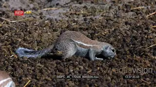 Cape ground squirrel sitting on a pile of buck dropping.