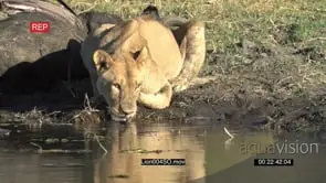 African Lioness drinking at waters edge at a river in the Okavango delta