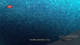 Large baitball of shoaling fish swim past shadowed by Marin Sailfish UW