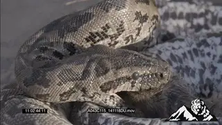 African Rock Python feeding on a mouse HA ZOOM FOCUS PULL CU