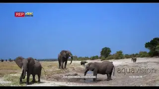 Elephant herd including juveniles at waterhole spraying themselves with mud.