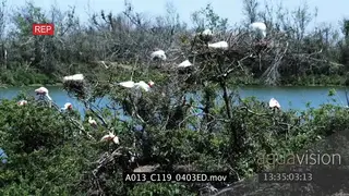 American Alligators laying down on riverbank and flocks of Roseate Spoonbills and Great.