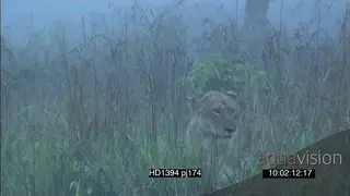 African lioness pride social behaviour play fighting stalking poses running around.