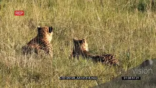 Cheetahs laying on bushveld showing affection then walking away LS PAN