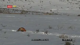 Red Fox searching for food on prairie WS