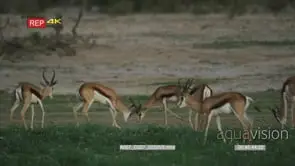 Springbok herd with pair fighting