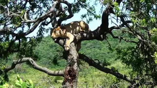 African Lioness laying on tree looking around moving LS