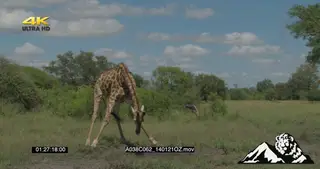 Giraffe drinking water GREEN LS ZI MCU
