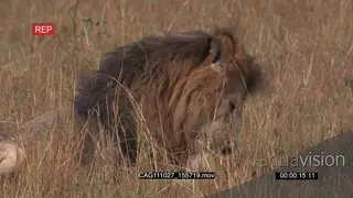 Male Lion grooming licking paw