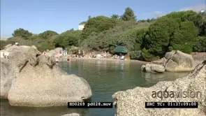African Penguins at Boulders Beach, with beachgoers and bathers