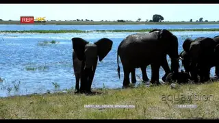 African Elephant Herd sand bathing on the riverbank WS