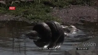 Python feeding on antelope kill MWS