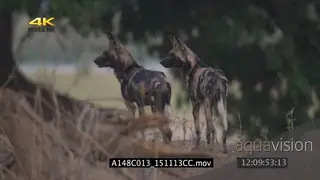 Wild dog pack along with injured dog patrolling scouting around hunting walking past.