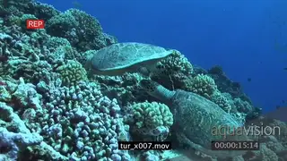 Hawksbill Sea Turtles (2) feeding on coral on reef, Male swims past camera CU.