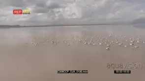 B-Roll Chem Chem Safari: Drone Aerials over flock of pelicans