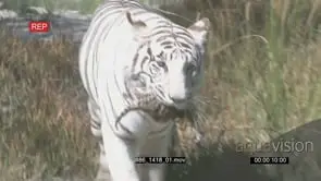 Tiger Canyons, Still Born Tiger cub