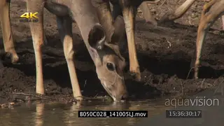 Kudu female drinking from water puddle MCU