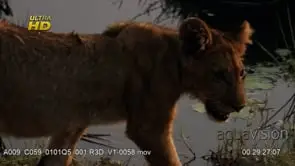 African lion Cub walking pass by while looking around