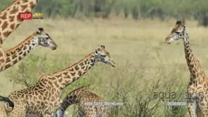 Giraffe tower in the bush