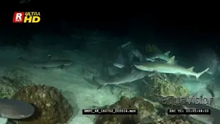 Hundreds of frantic whitetip reef sharks hunting at night searching for food