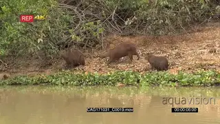 Capybara (Hydrochoerus hydrochaeris) family on Pantanal river, Brazil.