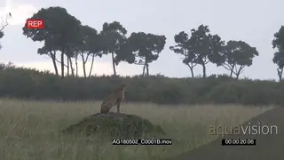 Cheetah (Acinonyx jubatus) sitting on a hill scouting while raining heavily