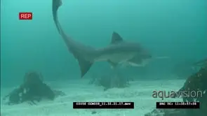 Sevengill Shark Swimming and Hunting on colourful reef, CU, MCU