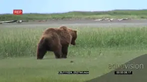 Brown Bear Male walking on the grassland TERRITORIAL DISPLAY