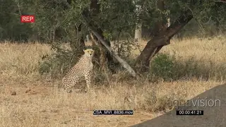 Cheetah sitting scouting around hunting for prey