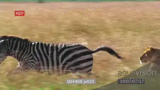 African lioness kicked in the face trying to takedown zebra NO TAKEDOWN