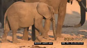Young Elephant sleeping surrounded by its herd MS