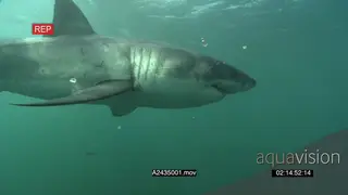 Great White Sharks gently around swimming underwater in GREEN ocean passing by camera…