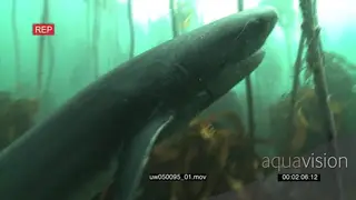 Sevengill cow shark swimming through kelp forest underwater in ocean MLS TRA PAN MS HAND