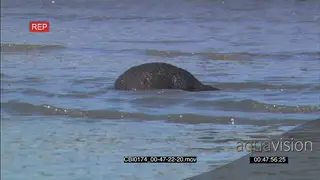 Sea otter foraging and feeding in water MWS PAN