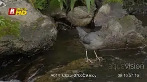 Dipper dives in to the rushing water, foraging for aquatic foods, drinking and feeding