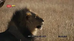 Close up super slow motion side view shot of the face of a male lion with its black mane.