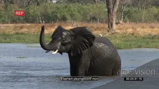 Young bull African Elephant splashing water in the Okavango Delta