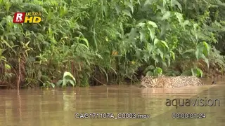 Jaguar stalking while wading through the river