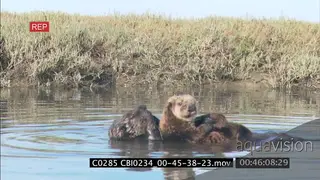 Sea Otter mother cleaning grooming young floating in the estuary DAY MS